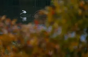 Animal Prints: An egret hunts in a Svisloch river as autumn colours are seen on foliage in Minsk