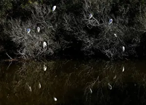 Egrets congregate next to a canal in Assateague Island off Virginia