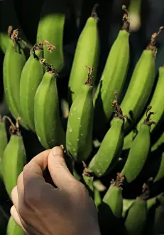 An Egyptian farmer checks a banana crop in a field near Cairo