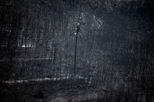 Greece Prints: An electricity pole stands among burnt trees following a wildfire in Neos Voutzas