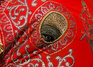 Sri Lanka Prints: An elephant decorated with a cloth walk during the annual Nawam Perahera (street pageant