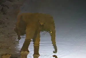 An elephant is reflected in the water as it drinks from the Rapti River at Sauraha