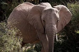 Kenya Prints: An elephant walks through the bush at the Mpala Research Centre in Laikipia County