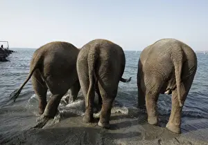 Switzerland Prints: Elephants of the Swiss national circus Knie enter Lake Leman during an organised bath in
