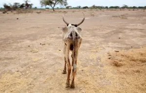 Images Dated 2016 April: An emaciated cow walks in an open field in Gelcha village