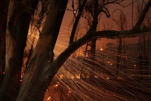 Wildfire Prints: Embers blow from burned trees as strong winds push the Thomas Fire across thousands of