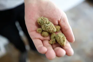 Images Dated 2018 June: An employee holds marijuana at a dispensary in Ottawa