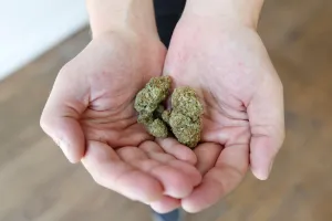 New Prints: An employee holds marijuana at a dispensary in Ottawa