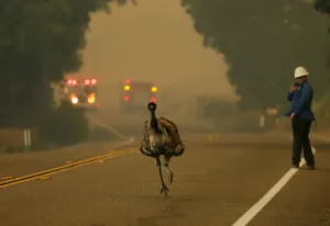 Wildfire Prints: An emu runs to escape an approaching wildfire as it burns near Potrero, California