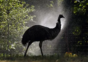 An emu walks thru a mist of water set up to cool animals at the Franklin Park Zoo during