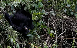 Rwanda Prints: An endangered baby high mountain gorilla from the Sabyinyo family plays inside the forest