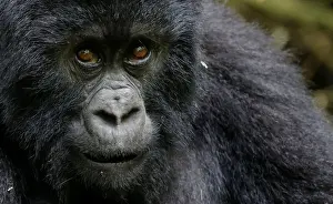 Rwanda Prints: An endangered high mountain gorilla from the Sabyinyo family is seen inside the forest