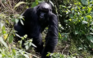 Rwanda Prints: An endangered high mountain gorilla from the Sabyinyo family walks inside the forest