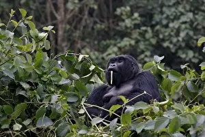 Rwanda Prints: An endangered silverback high mountain gorilla from Sabyinyo family rests atop trees