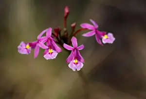 Epidendrum Orchids are seen close to Cano Cristales river at Sierra de La Macarena