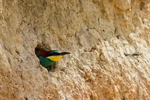 Belarus Prints: A European bee-eater looks out from its nest near the village of Alekseevka
