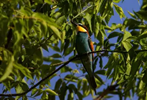 A European bee-eater sits on a tree branch with prey near the village of Alekseevka