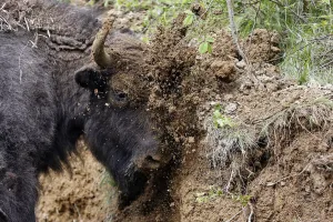 Images Dated 2014 May: European bison rubs its face in dirt after being relocated to Armenis, Tarcu Mountains
