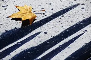 Abstract Prints: A fallen autumn leaf rests with raindrops on the bonnet of a car in London