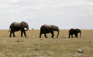 Kenya Prints: A family of elephants graze in the open land during a census at the Amboseli National