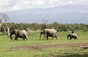 Africa Prints: A family of elephants walk at the Ol Pejeta wildlife conservancy near Nanyuki town