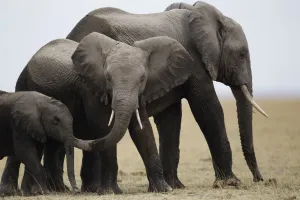 Kenya Prints: A family of elephants walks after cooling themselves in a pond during a census