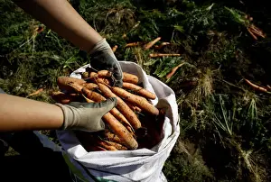 Agriculture Prints: A farmer collects carrots during harvest season at a plantation in Cartago, Costa Rica