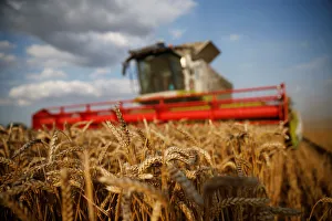 Prints of A farmer harvests wheat in Marquion, France, July 18, 2017. REUTERS/Pascal Rossignol TPX IMAGES OF THE DAY Australia Prints: A farmer harvests wheat in Marquion