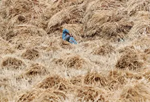 A farmer takes a rest inside freshly harvested wheat at a field in Minya governorate