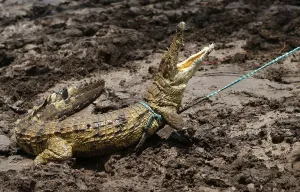 Farmworkers attempt to recapture one of about 15000 crocodiles that escaped from their Farmworkers attempt to recapture one of about 15000 crocodiles that escaped from their