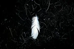 Prints of A feather is pictured in a burnt area where Palestinians have been causing blazes by flying kites and balloons loaded with flammable materials, across the border between Israel and Gaza Strip Israel Prints: A feather is pictured in a burnt area where Palestinians have been causing blazes by