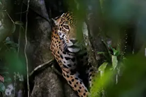 Animal Prints: A female adult jaguar sits atop a tree at the Mamiraua Sustainable Development Reserve