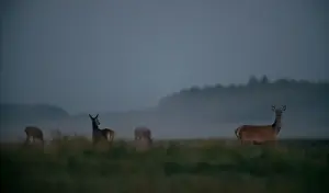 Female deers are seen in a field in Republican landscape reserve Nalibokski near