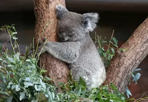 Female koala bear Maisy sleeps as it is shown to the public for the first time at the zoo