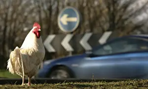 Feral chicken is seen at what is known locally as Chicken Roundabout in Ditchingham
