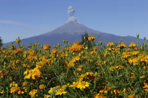 Mexico Prints: Field of Cempasuchil Marigolds to be used during Mexicos Day of the Dead celebrations