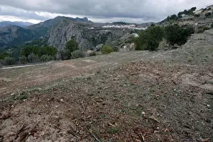 Spain Prints: Empty fields of grinded down almond trees are shown in a quarantine area around a tree
