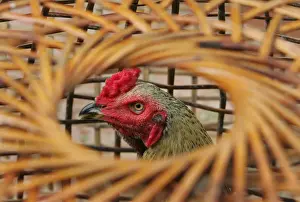 Fighting rooster stands in a cage in a farm in Ayutthaya province