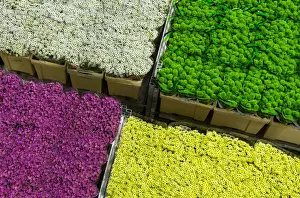 File picture shows flowers at the Royal FloraHolland flower market in Aalsmeer