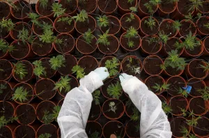 Prints of A worker tends to cannabis plants at a plantation near the northern Israeli city of Safed, in this June 11, 2012 file picture. REUTERS/Baz Ratner/Files TPX IMAGES OF THE DAY Israel Prints: A file picture shows a worker tending to medical cannabis plants at a plantation near