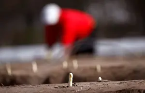The first asparagus is harvested at the Tannenhof farm of Rolf Meinhardt in Weiterstadt
