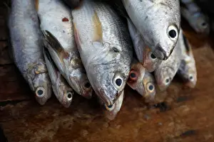 Fish on display in a fish market at the Fishermans Wharf in La Libertad, El Salvador
