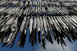Dailylife Prints: Fish are hung from bamboo poles for drying at a fishing village in Mumbai