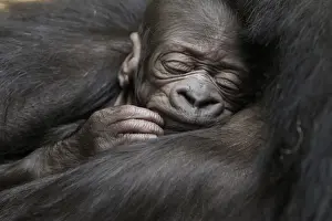 A five-day-old gorilla sleeps in the arms of its ten-year-old mother N Yokumi at an