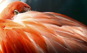 Prints of A flamingo bird rests his head in feathers at its enclosure at the Tierpark Hellabrunn in Munich April 17, 2011. REUTERS/Michael Dalder (GERMANY - Tags: ANIMALS ENVIRONMENT IMAGES OF THE DAY) Germany Prints: A flamingo bird rests his head in feathers at its enclosure at the Tierpark Hellabrunn in