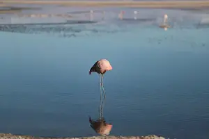 A flamingo bird is seen at Chaxa Lagoon on the Atacama Salt Flat in the Atacama Desert