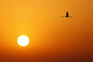 Sunlight Prints: A flamingo flies during sunrise at the Fuente de Piedra natural reserve, near Malaga