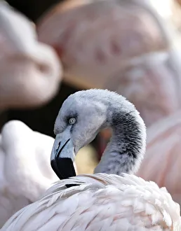 Prints of A flamingo is pictured in a park in Mannheim, October 13, 2010. REUTERS/Alex Domanski (GERMANY - Tags: ENVIRONMENT ANIMALS IMAGES OF THE DAY) Germany Prints: A flamingo is pictured in a park in Mannheim