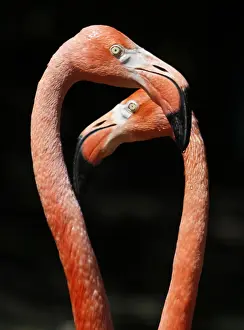 Two flamingos enjoy a sunny day in their enclosure at Schoenbrunn zoo in Vienna