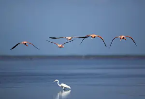 Animal Prints: Flamingos fly over a heron at a wetland reserve in Celestun in Mexicos Yucatan Peninsula
